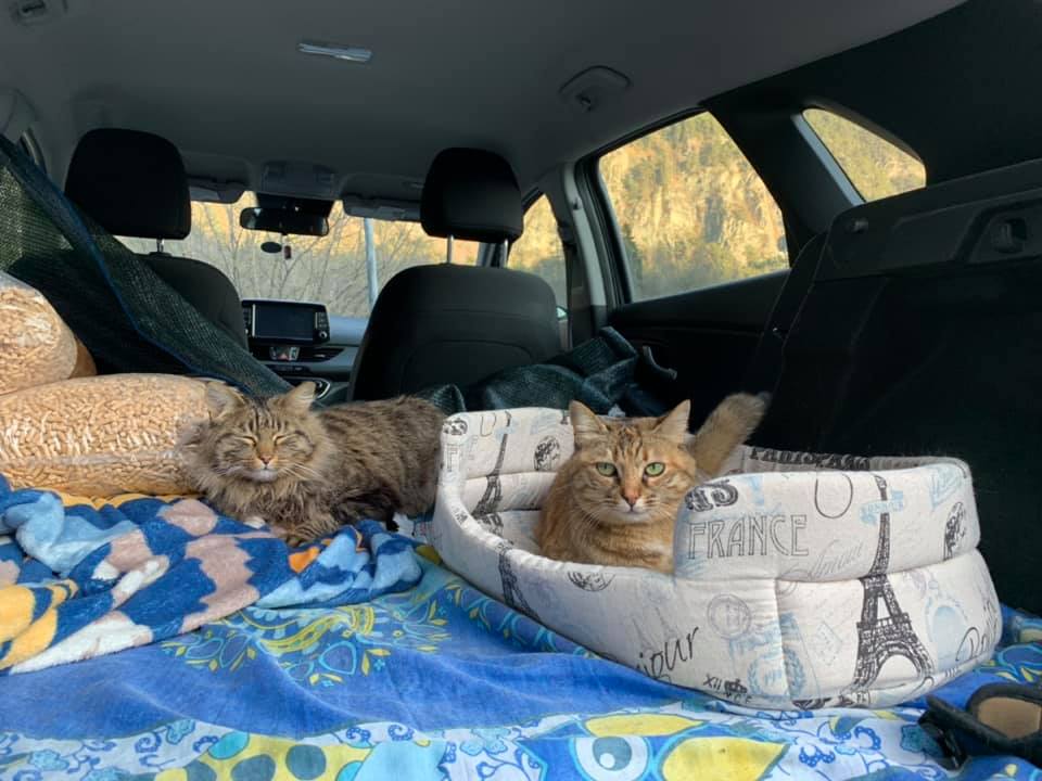 How We Set Up To Travel Long Distance With Cats 1 The Car The