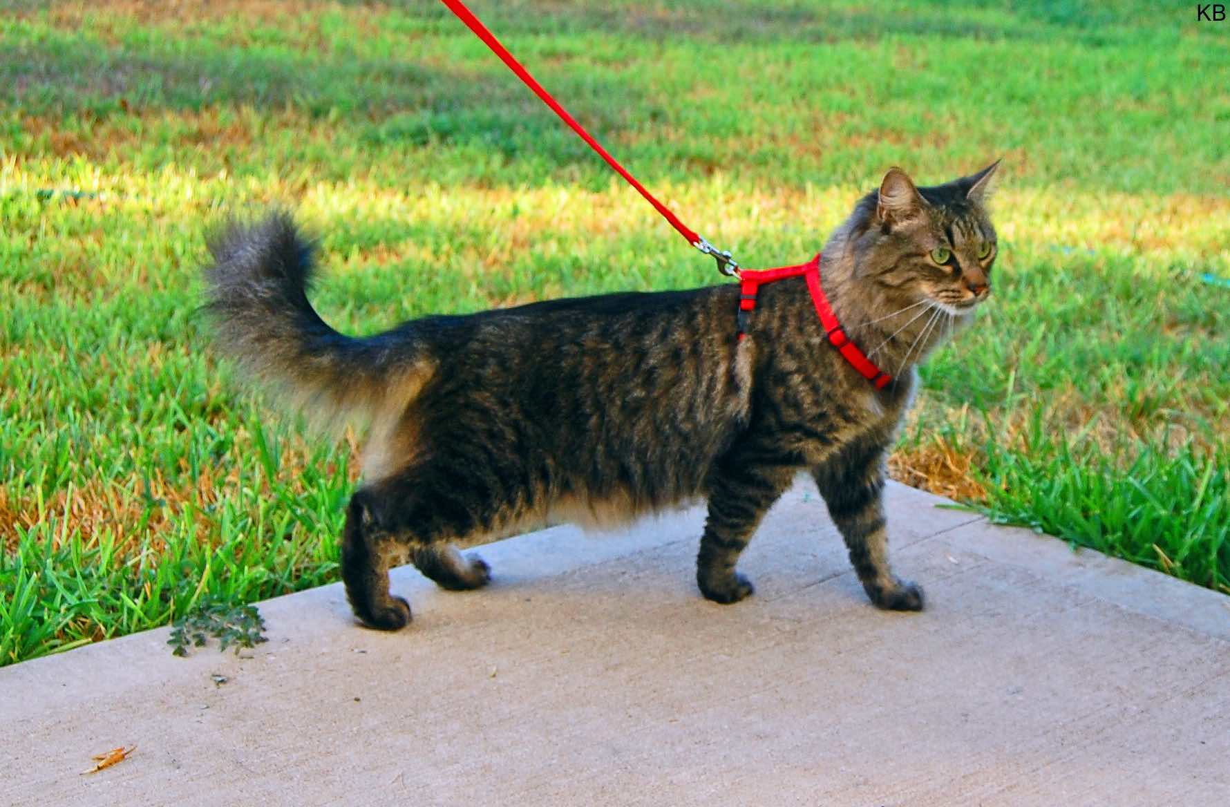 Escape Proof Adjustable for Outdoor Walking with Safety Buckle SCIROKKO Cat Harness and Leash Set 